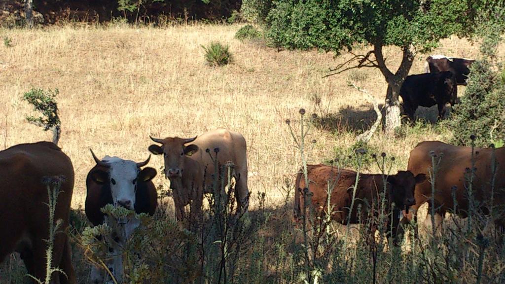 Riserva Del Noce Caltagirone Eksteriør billede